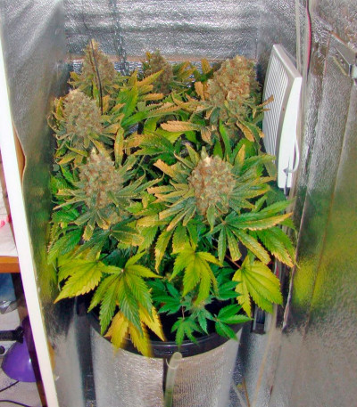 Сорт марихуаны Red Cherry Berry 