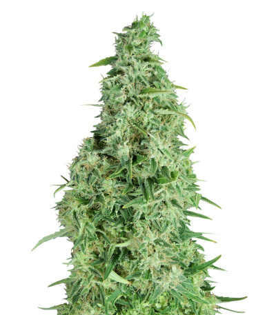 Incredible Bulk Auto fem (Dr. Krippling Seeds) семена конопли