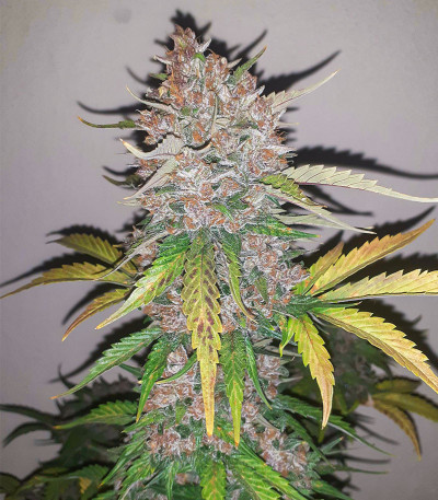 Cherry Cola Auto fem (FastBuds) семена конопли
