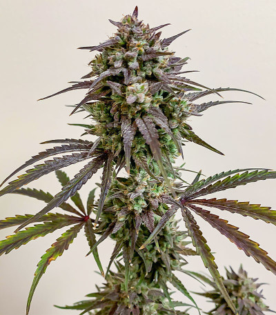 Grateful Dead Auto fem (High Speed ​​Buds) семена конопли