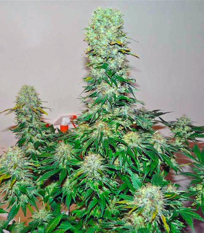 Great White Shark (Green House Seeds) семена конопли