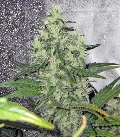 1024 fem (Medical Seeds) семена конопли