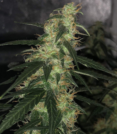 Auto Collection #2 (00 Seeds) микс семян конопли