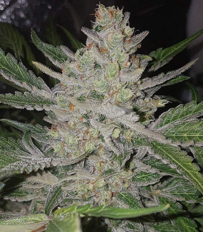 Amnesia Haze Auto Fem (Vision Seeds) семена конопли
