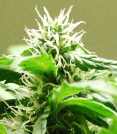 Auto Speed Bud fem (Female Seeds) семена конопли