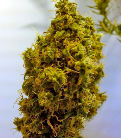 Big Band fem семена конопли