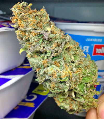 Black D.O.G. fem семена конопли