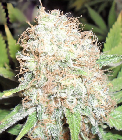 Bud Bud Bling Tingz fem (Dr. Krippling Seeds) семена конопли