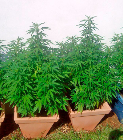 Chronic reg (Serious Seeds) семена конопли