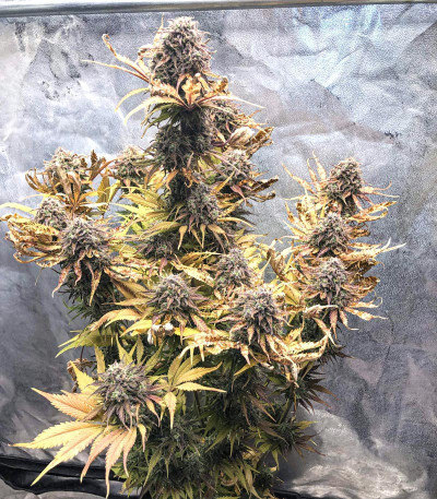 Cream Cookies auto fem (FastBuds) семена конопли