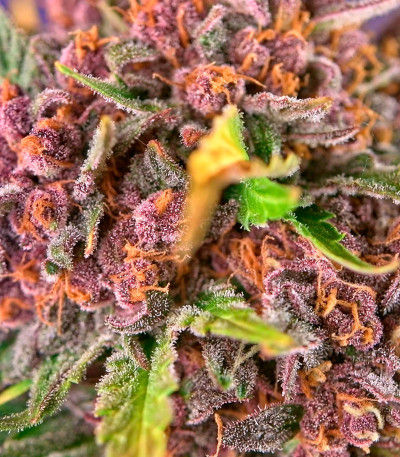 Diablo Rojo XL Auto fem (Sweet Seeds) семена конопли