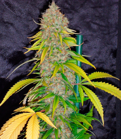 Excalibur fem семена конопли