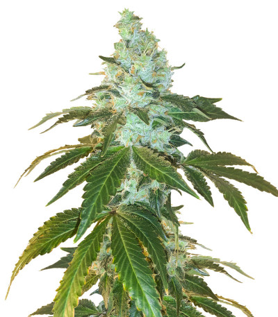Flashberry reg (Mandala Seeds) семена конопли