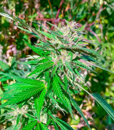 Jealousy Kush fem (Seedkeepers) семена конопли