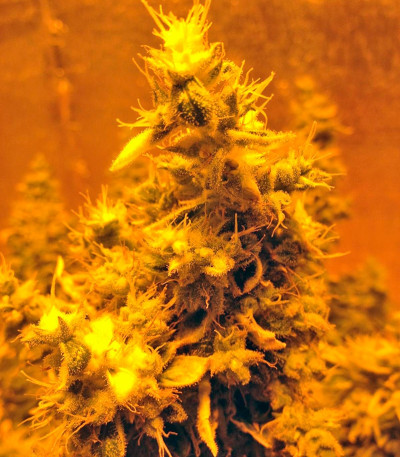 Kalashnikova fem семена конопли