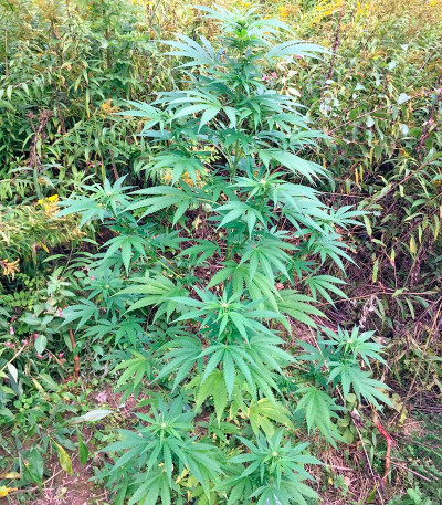 Kannabia Special (Big Bull) fem семена конопли