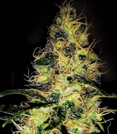 OG Kush S.F.V. fem (Advanced Seeds) семена конопли