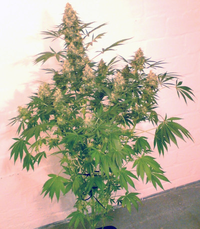 Pure AK fem (Female Seeds) семена конопли