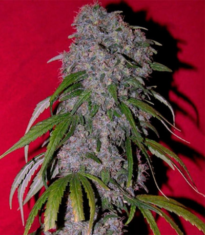 SexBud fem (Female Seeds) семена конопли