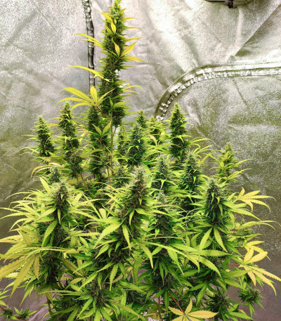 Six Shooter Auto fem (FastBuds) семена конопли