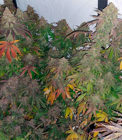 Super Lemon Haze x GMO fem от Green House Seeds семена конопли