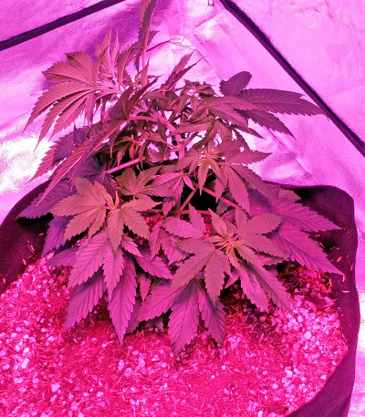 Swiss Cheese fem семена конопли