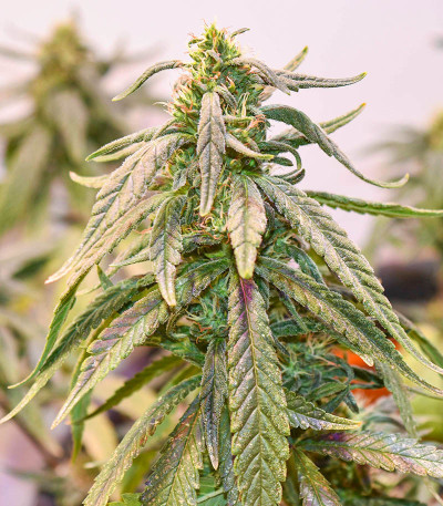 Watermelon Zkittlez fem семена конопли