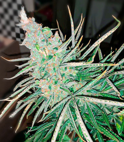 Zkittlez Auto fem (Cali Buds Seeds) семена конопли