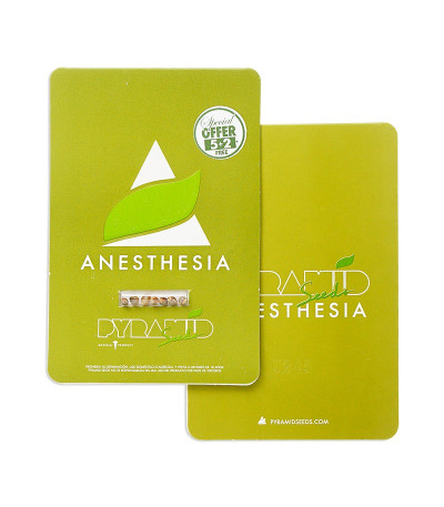 Anesthesia fem (Pyramid Seeds) семена конопли