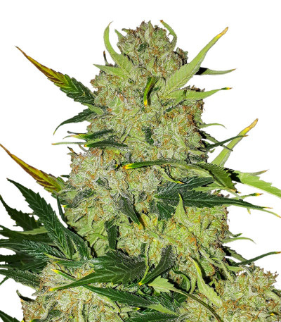 Apollo F1 Auto fem (RQS) семена конопли