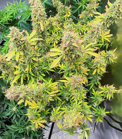 HulkBerry Automatic fem (RQS) семена конопли