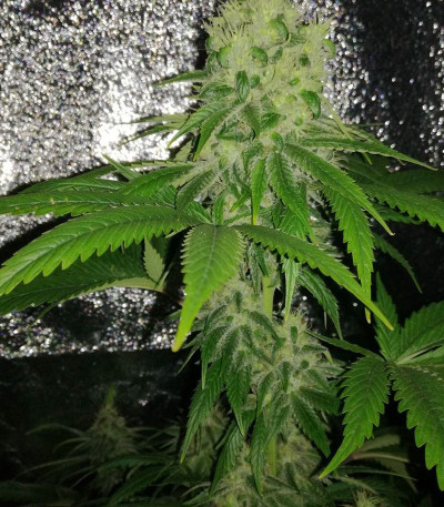 Royal Gorilla fem (Royal Queen Seeds) семена конопли
