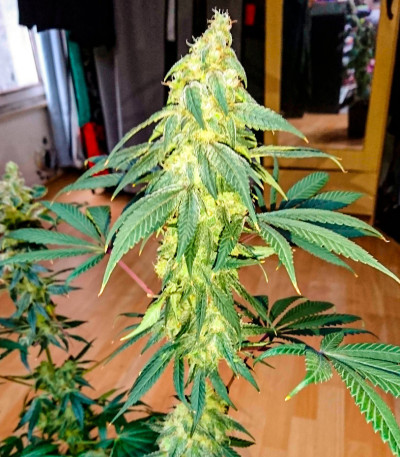 #9 Pound Hammer Fast fem (High Speed ​​Buds) семена конопли