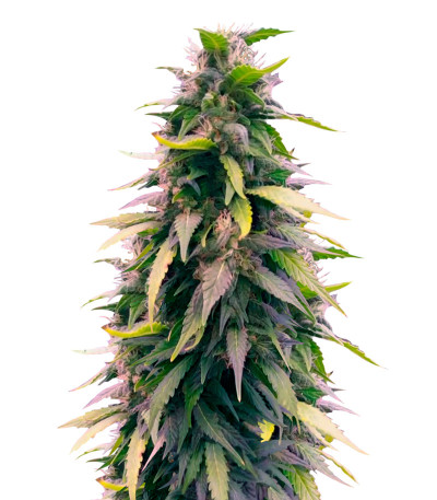 Auto Original Berry fem (Victory Seeds) семена конопли