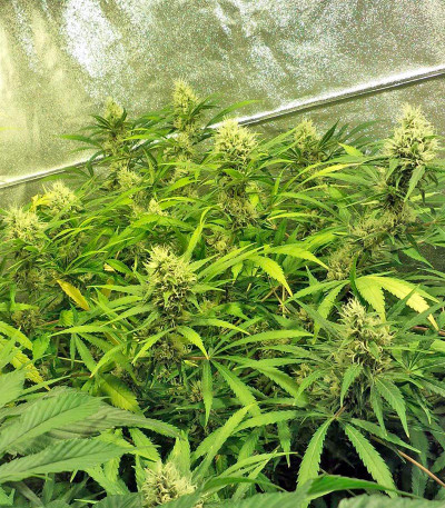 Diesel Glue (BCN Diesel) fem семена конопли