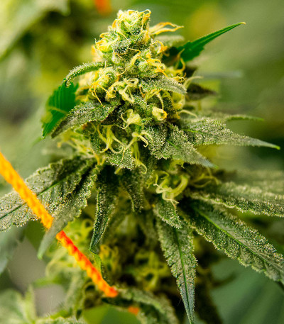 Banana Cookies fem (Advanced Seeds) семена конопли