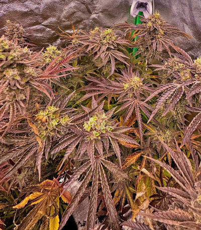 Black Cherry Gushers fem от Barney's Farm семена конопли