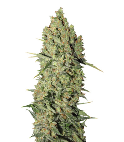 Chronic fem (Serious Seeds) семена конопли