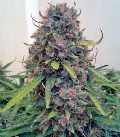 Chu Valley auto fem (Russian Genetic) семена конопли