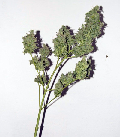 Fruit Autoflowering (Dinafem Seeds) семена конопли