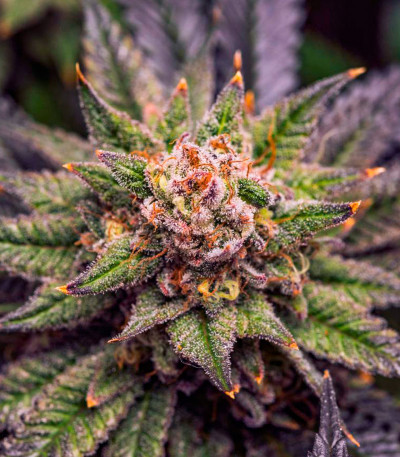 Gorilla Melon fem (FastBuds) семена конопли