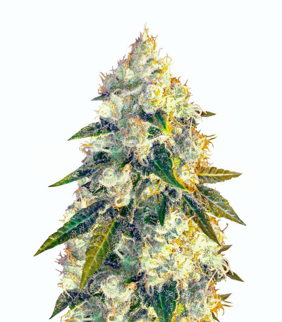Jack Herer fem (Vision Seeds) семена конопли