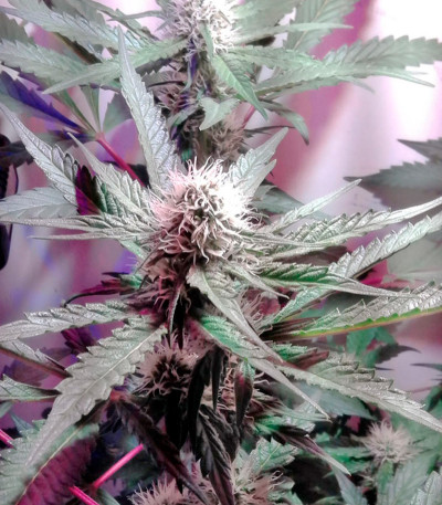 Kalichakra reg семена конопли