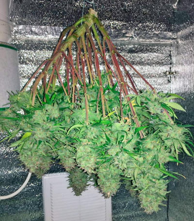 Killer Kush F1 Fast Version fem (Sweet Seeds) семена конопли