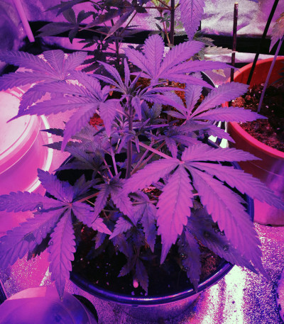 Lemon AK Auto fem (FastBuds) семена конопли