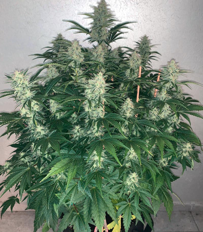 Mimosa Cake Auto fem семена конопли