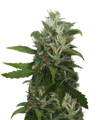 Купить семена каннабиса Morning Glory шишки