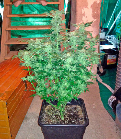 New York 47 fem (World of Seeds) семена конопли