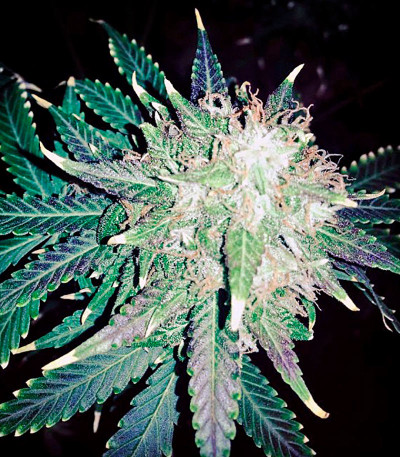 Northern Light X Big Bud fem (World of Seeds) семена конопли