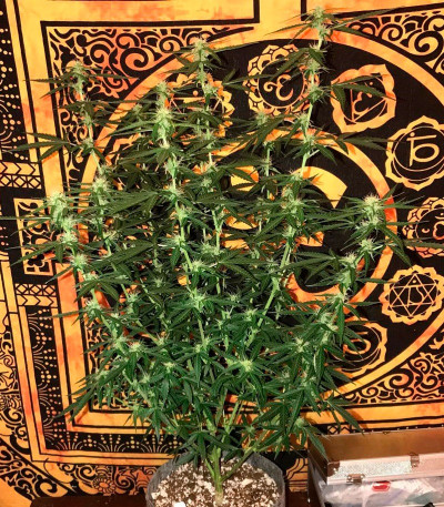 OG Kush Auto fem (Dr. Krippling Seeds) семена конопли